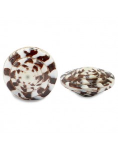 Charm conchiglia con foro nel senso della lunghezza color...